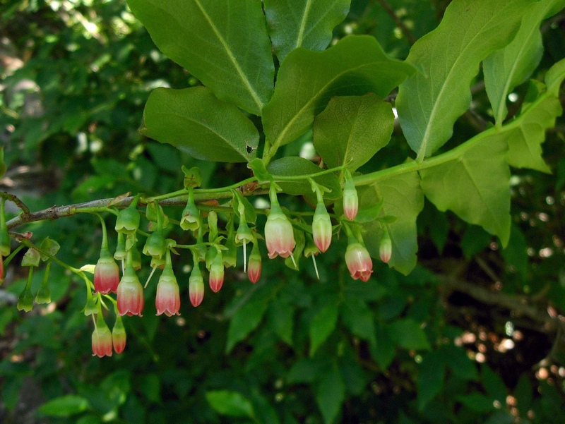 Caucasian whortleberry